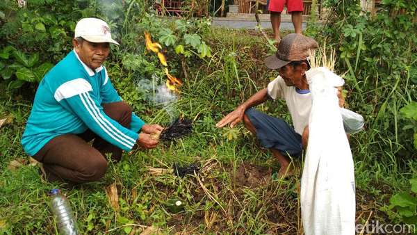 Petani Padi di Trenggalek Lakukan Tradisi Ider-ider Jelang Panen Raya Petani Padi di Trenggalek Lakukan Tradisi Ider-ider Jelang Panen Raya