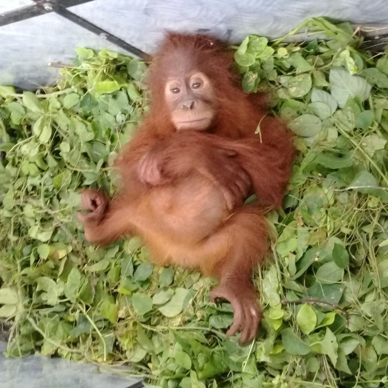 Ini Data Terbaru Populasi Orangutan di Pulau Sumatera dan Borneo Ini Data Terbaru Populasi Orangutan di Pulau Sumatera dan Borneo