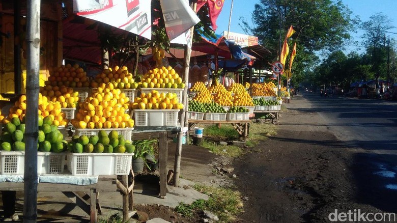 Penjual Mangga Podang Menjamur di Kediri Penjual Mangga Podang Menjamur di Kediri