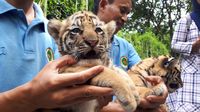 Menggemaskan! 2 Bayi Harimau 'Shahrukh Khan' Lahir di 