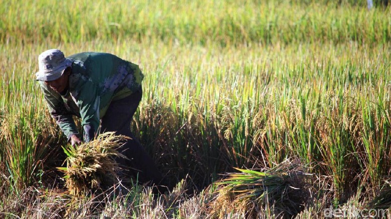 63.000 Ha Sawah RI Terserang Hama Wereng, Apa Langkah Mentan? 63.000 Ha Sawah RI Terserang Hama Wereng, Apa Langkah Mentan?