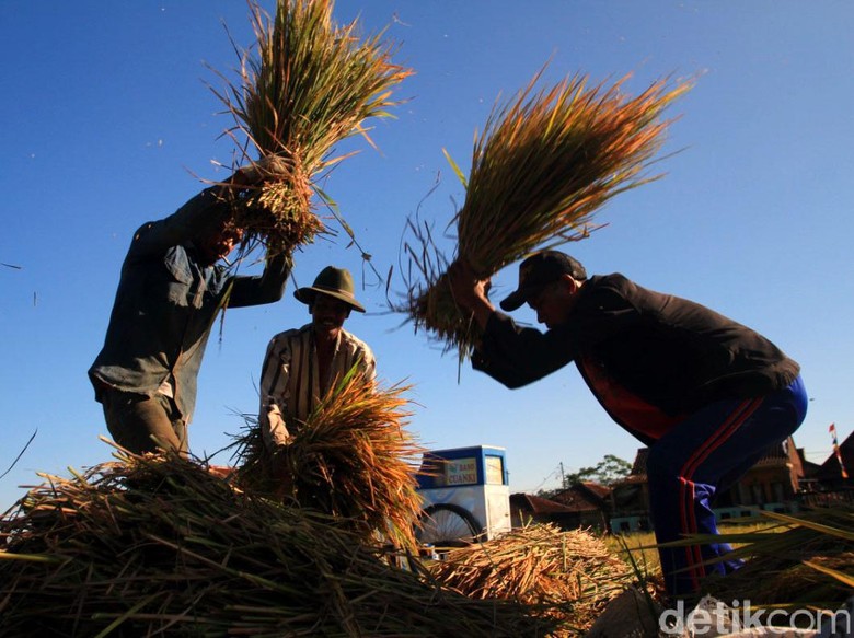 Petani dalam Ekosistem Beras Petani dalam Ekosistem Beras