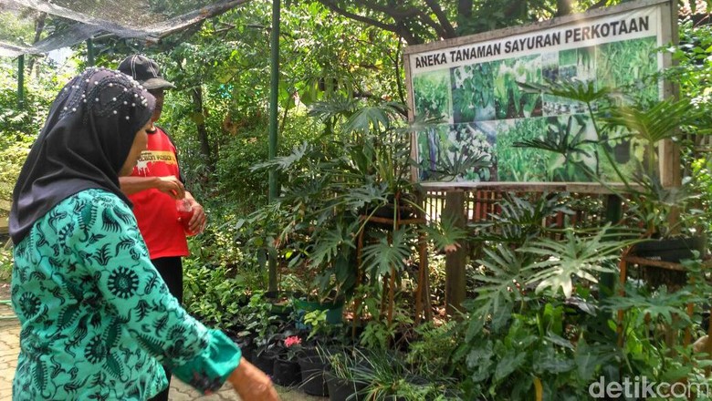 Serunya Warga Kebon Kosong Panen Sayur di Tengah Kota Jakarta Serunya Warga Kebon Kosong Panen Sayur di Tengah Kota Jakarta