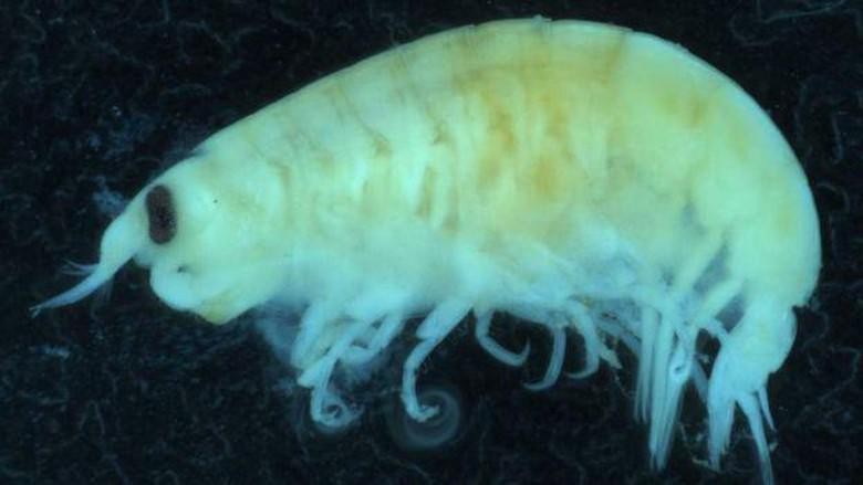 Kutu Laut Mirip Piranha Ini Penyebab Remaja Australia Berdarah-darah Kutu Laut Mirip Piranha Ini Penyebab Remaja Australia Berdarah-darah