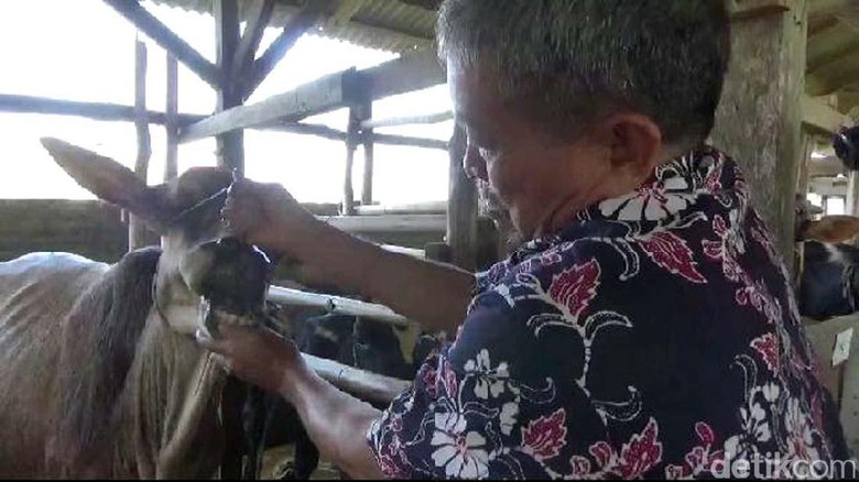 Jelang Idul Adha, Brebes Waspadai Ternak Asal Luar Daerah Jelang Idul Adha, Brebes Waspadai Ternak Asal Luar Daerah