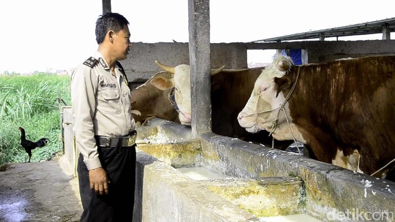 Aiptu Wahudin, Sukses Berdayakan Masyarakat dengan Sapi Perah Aiptu Wahudin, Sukses Berdayakan Masyarakat dengan Sapi Perah