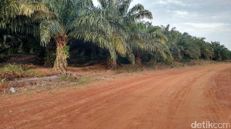 Cara Kementan Tertibkan Kebun Sawit yang Terobos Kawasan Hutan Cara Kementan Tertibkan Kebun Sawit yang Terobos Kawasan Hutan
