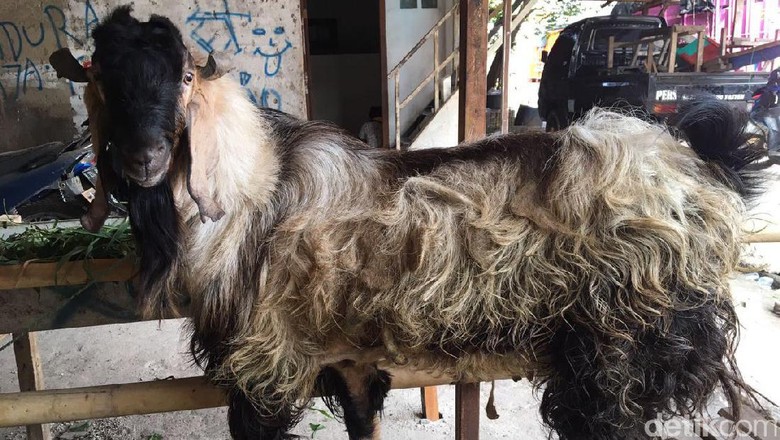 Wow! Harga Kambing Kurban Ini Setara Motor Matik Wow! Harga Kambing Kurban Ini Setara Motor Matik