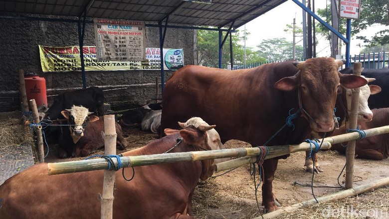 Ramai Bisnis Sapi Kurban Jelang Idul Adha, Berapa Modalnya? Ramai Bisnis Sapi Kurban Jelang Idul Adha, Berapa Modalnya?