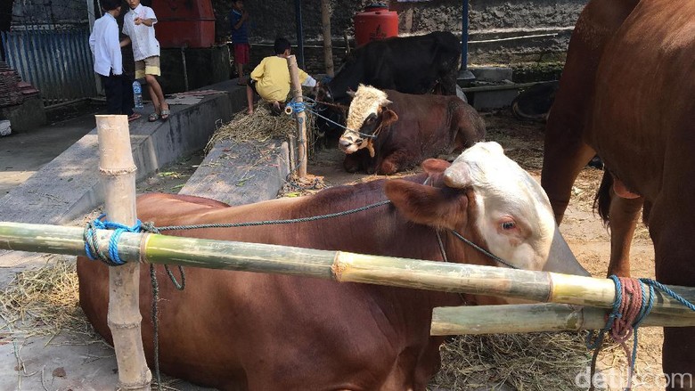 Ini Lho Sapi Kurban Seharga Rp 45 Juta/Ekor Ini Lho Sapi Kurban Seharga Rp 45 Juta/Ekor