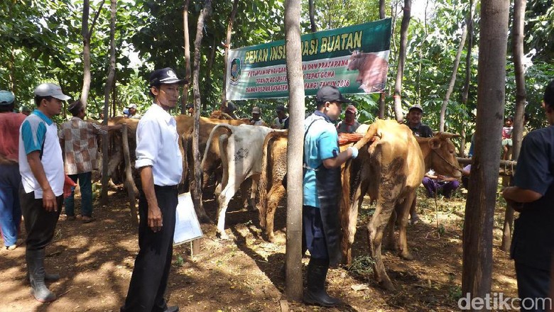 Jelang Idul Adha, Banyuwangi Buka Pelayanan Kesehatan 