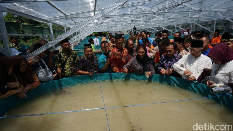 Susi Gelontorkan 109 Ribu Benih Lele untuk Santri di Jombang Susi Gelontorkan 109 Ribu Benih Lele untuk Santri di Jombang