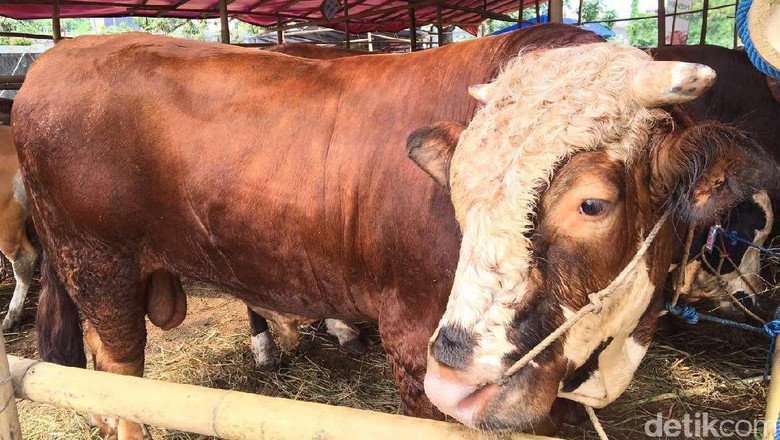 Sapi Kurban 900 Kg Ini Dibanderol Rp 55 Juta Sapi Kurban 900 Kg Ini Dibanderol Rp 55 Juta