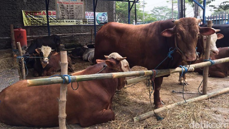 3 Minggu Jualan Hewan Kurban, Pedagang Ini Kantongi Omzet Rp 3 M 3 Minggu Jualan Hewan Kurban, Pedagang Ini Kantongi Omzet Rp 3 M