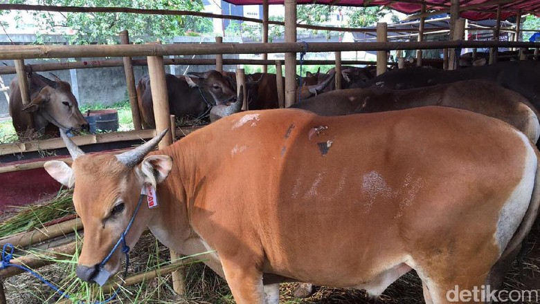 Berburu Hewan Kurban di Jakarta, Ini Dia Lokasinya Berburu Hewan Kurban di Jakarta, Ini Dia Lokasinya