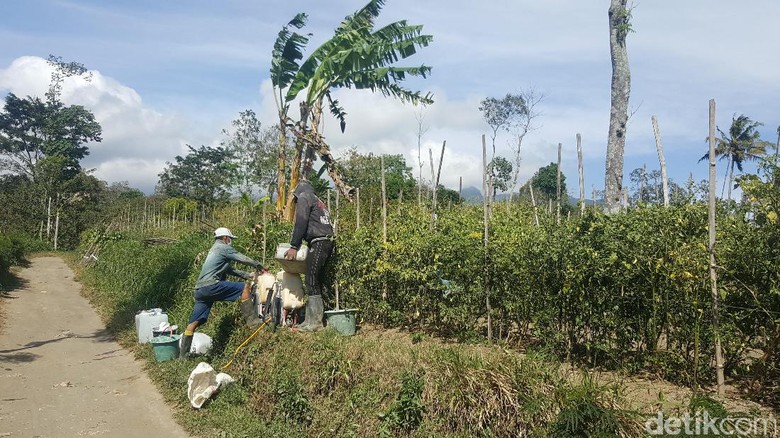Panen Cabai Melimpah, Harga di Petani Turun Jadi Rp 12.000/Kg Panen Cabai Melimpah, Harga di Petani Turun Jadi Rp 12.000/Kg