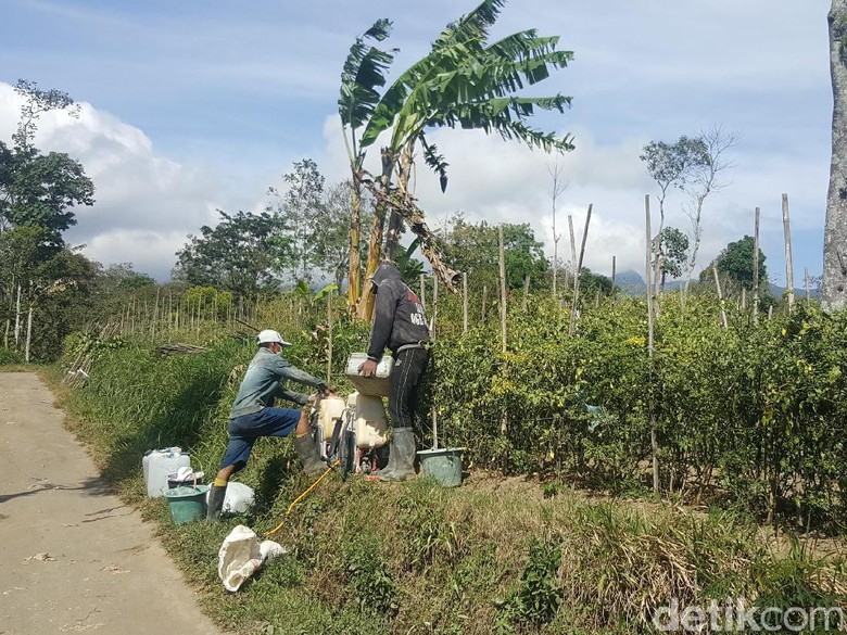 Harga Cabai Anjlok, Petani di Ngantang Terancam Merugi Harga Cabai Anjlok, Petani di Ngantang Terancam Merugi