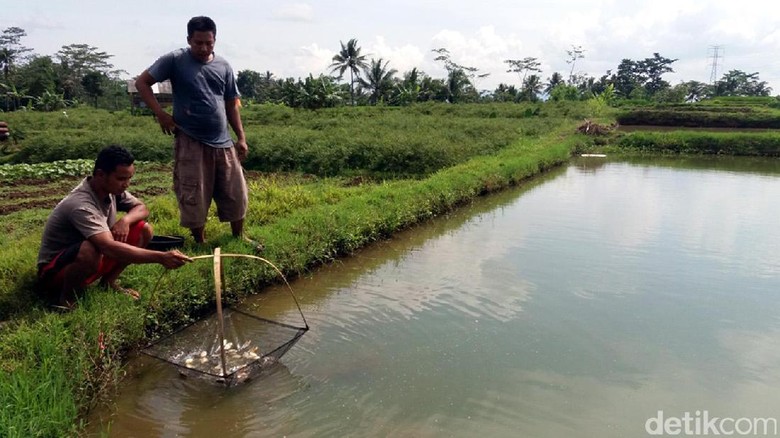 Musim Kemarau, Peternak Ikan di Banjarnegara Diimbau Waspada Musim Kemarau, Peternak Ikan di Banjarnegara Diimbau Waspada