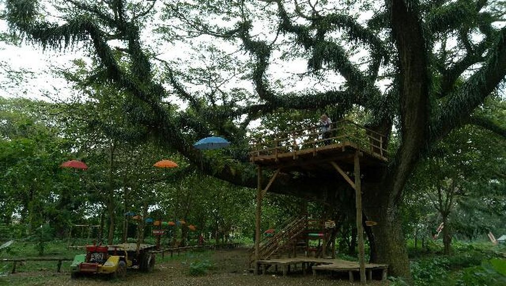 Hutan di Banyuwangi yang Seperti di Film Lord Of The Rings Hutan di Banyuwangi yang Seperti di Film Lord Of The Rings