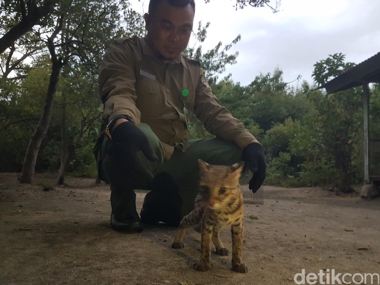 BKSDA Lepas Kucing Hutan yang Dilindungi di Pulau Dua Serang BKSDA Lepas Kucing Hutan yang Dilindungi di Pulau Dua Serang