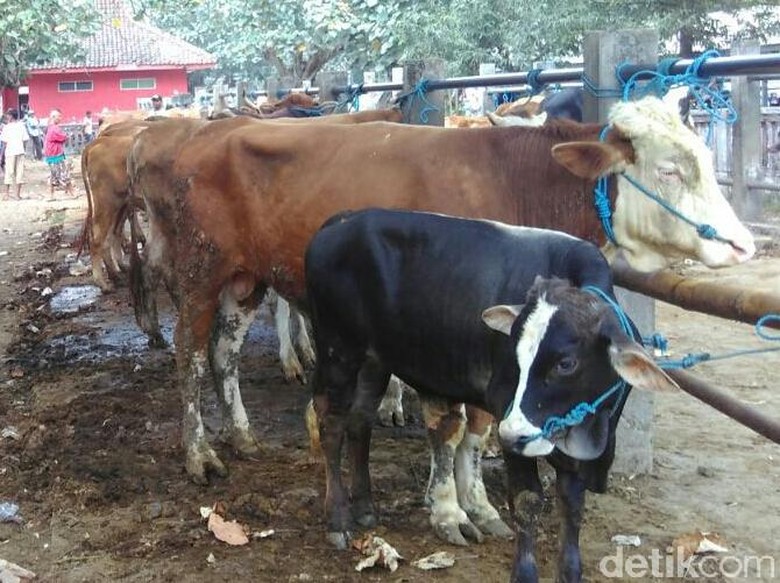 Masyarakat di Bondowoso Diminta Waspadai Sapi Modifikasi Masyarakat di Bondowoso Diminta Waspadai Sapi Modifikasi