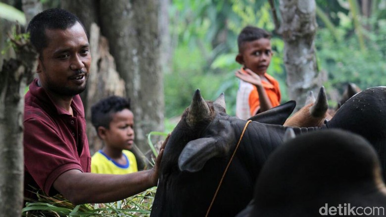 Bukan di Pinggir Jalan, Pedagang Ini Jualan Hewan Kurban via Online Bukan di Pinggir Jalan, Pedagang Ini Jualan Hewan Kurban via Online