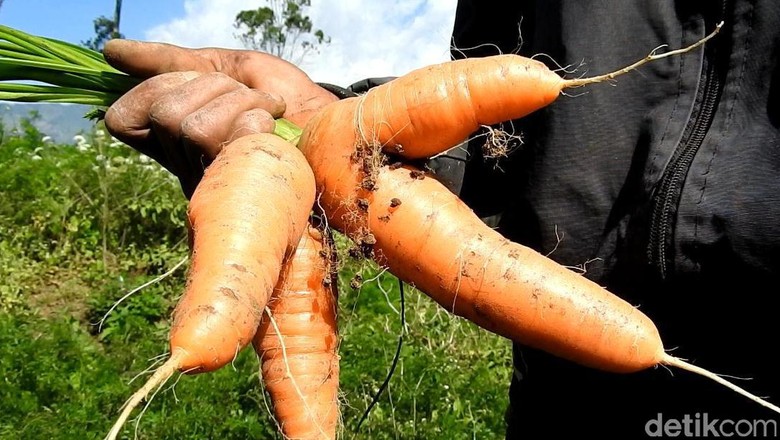 4 petani diperiksa polisi terkait bibit wortel ilegal asal 4 petani diperiksa polisi terkait bibit wortel ilegal asal