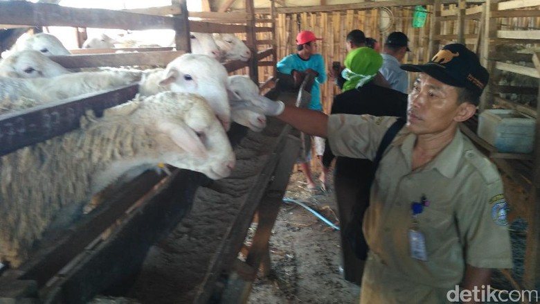 MUI: Penyembelih Hewan Kurban Tak Harus Laki-laki MUI: Penyembelih Hewan Kurban Tak Harus Laki-laki