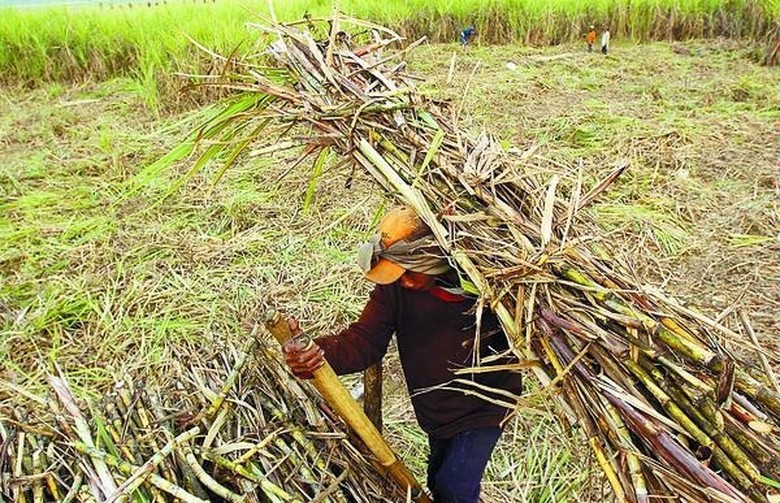 Kejar Swasembada Gula, Begini Cara Kementan Genjot Produksi Tebu Kejar Swasembada Gula, Begini Cara Kementan Genjot Produksi Tebu