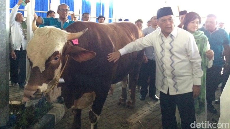 Gaya Agus Marto Elus Sapi 1 Ton Sebelum Dipotong Gaya Agus Marto Elus Sapi 1 Ton Sebelum Dipotong