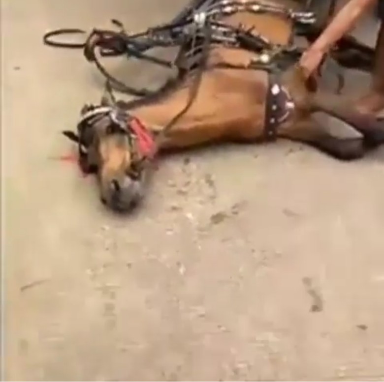 Viral Video Kuda Delman Tetap Dicambuk Meski Kelelahan Viral Video Kuda Delman Tetap Dicambuk Meski Kelelahan