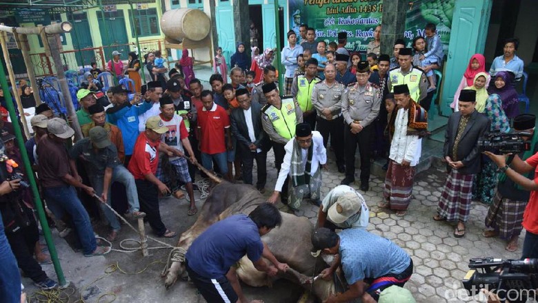 Kakorlantas Sumbang 1 Sapi Saat Cek Lalin di Tol Brebes Kakorlantas Sumbang 1 Sapi Saat Cek Lalin di Tol Brebes