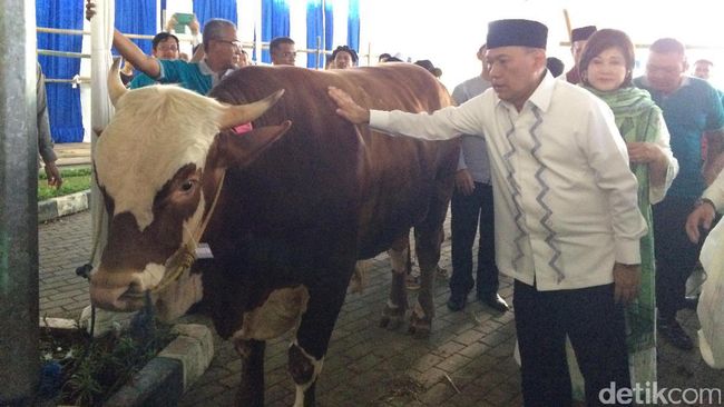 Gaya Agus Marto Elus Sapi 1 Ton Sebelum Dipotong