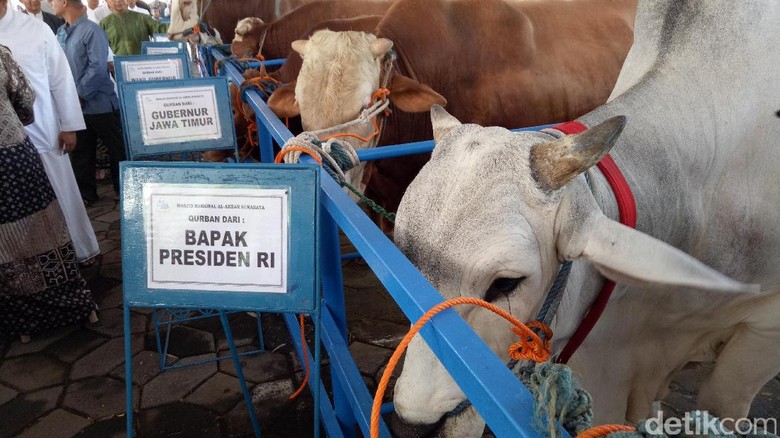 Gubernur Soekarwo Serahkan Sapi Sumbangan Jokowi ke Masjid 