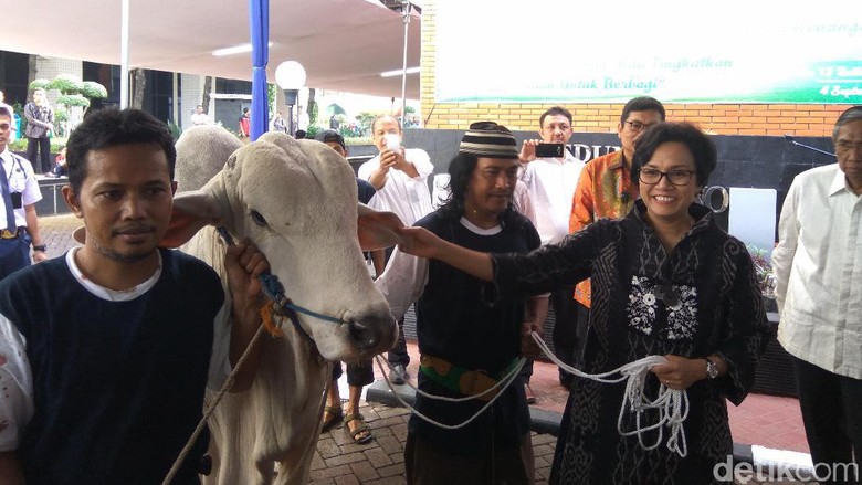Sri Mulyani Berkurban Sapi Brahman Seberat 780 Kg Sri Mulyani Berkurban Sapi Brahman Seberat 780 Kg