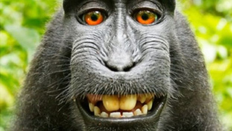 Fotografer Menangkan Sengketa Foto Selfie Monyet di Hutan Indonesia Fotografer Menangkan Sengketa Foto Selfie Monyet di Hutan Indonesia