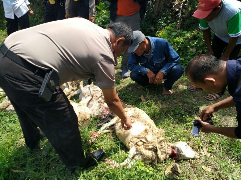 21 Kambing di Malang Mati Misterius Diduga Digigit Vampire Dog 21 Kambing di Malang Mati Misterius Diduga Digigit Vampire Dog