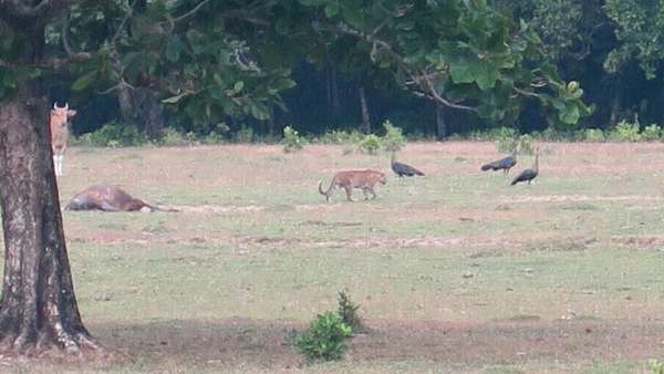 TNUK Lakukan Tes DNA Feses Kucing Besar Diduga Harimau Jawa TNUK Lakukan Tes DNA Feses Kucing Besar Diduga Harimau Jawa