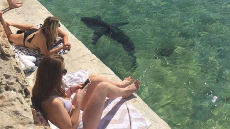 Hiu Terluka Ditempatkan di Kolam Renang Umum Sydney, Kenapa? Hiu Terluka Ditempatkan di Kolam Renang Umum Sydney, Kenapa?