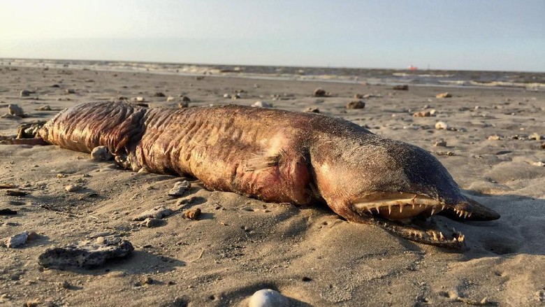 Ngeri! Makhluk Misterius Muncul dan Terdampar di Pantai Texas Ngeri! Makhluk Misterius Muncul dan Terdampar di Pantai Texas