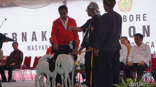 Cerita Peternak Kambing ke Jokowi soal Uang Bensin Cerita Peternak Kambing ke Jokowi soal Uang Bensin