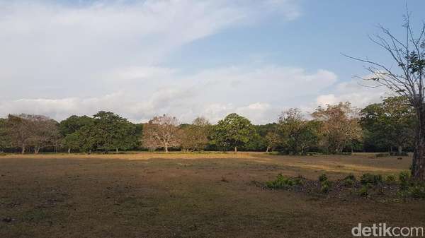 Ini Lokasi Ranger TNUK Pergoki Kucing Besar Diduga Harimau Jawa Ini Lokasi Ranger TNUK Pergoki Kucing Besar Diduga Harimau Jawa
