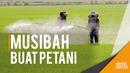 63.000 Hektare Sawah di Indonesia Terserang Hama Wereng 63.000 Hektare Sawah di Indonesia Terserang Hama Wereng