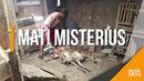 Kambing Warga di Kota Malang Mati Misterius Kambing Warga di Kota Malang Mati Misterius