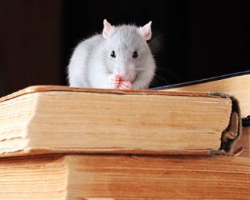 6 Cara Basmi Tikus dari Rumah Anda 6 Cara Basmi Tikus dari Rumah Anda