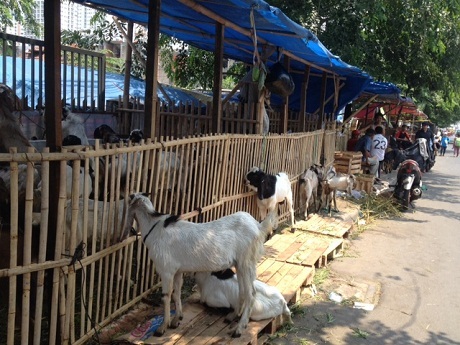 Jelang Idul Adha, Masih Ada Penjual Kambing Tak Layak 