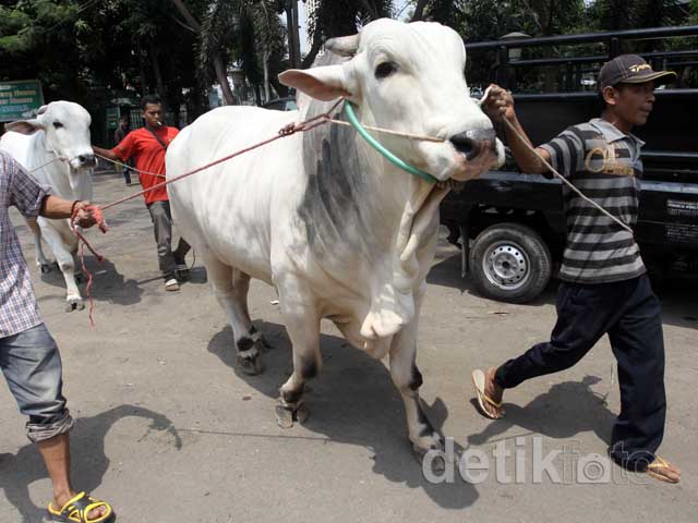 Sapi Kurban SBY-Boediono Tiba di Istiqlal