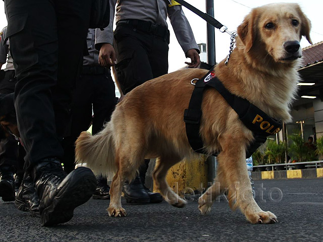 Anjing Pelacak Amankan Arus Mudik di Stasiun Senen