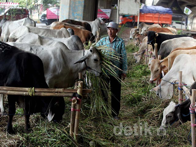 Harga Sapi Kurban Tahun Ini Naik