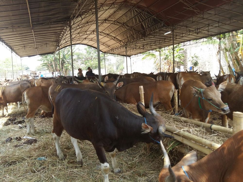 Ongkos Angkut Sapi dari Bima ke Jakarta Rp 1 Juta/Ekor